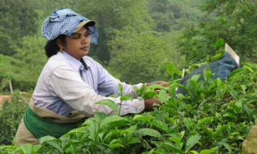 Tea Plantation Munnar