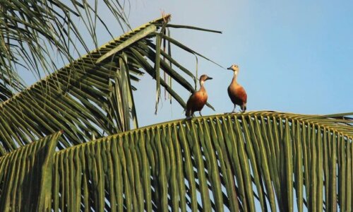Vembanad Lake Aquatic Birds