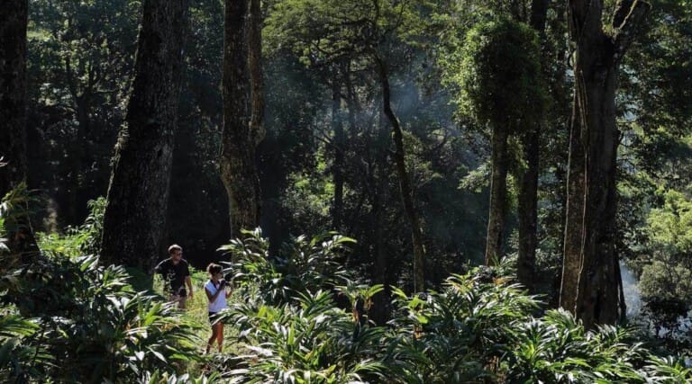 Exploring the Cardamom forest in Munnar, enjoying the serene atmosphere filled with trees and lush vegetation.